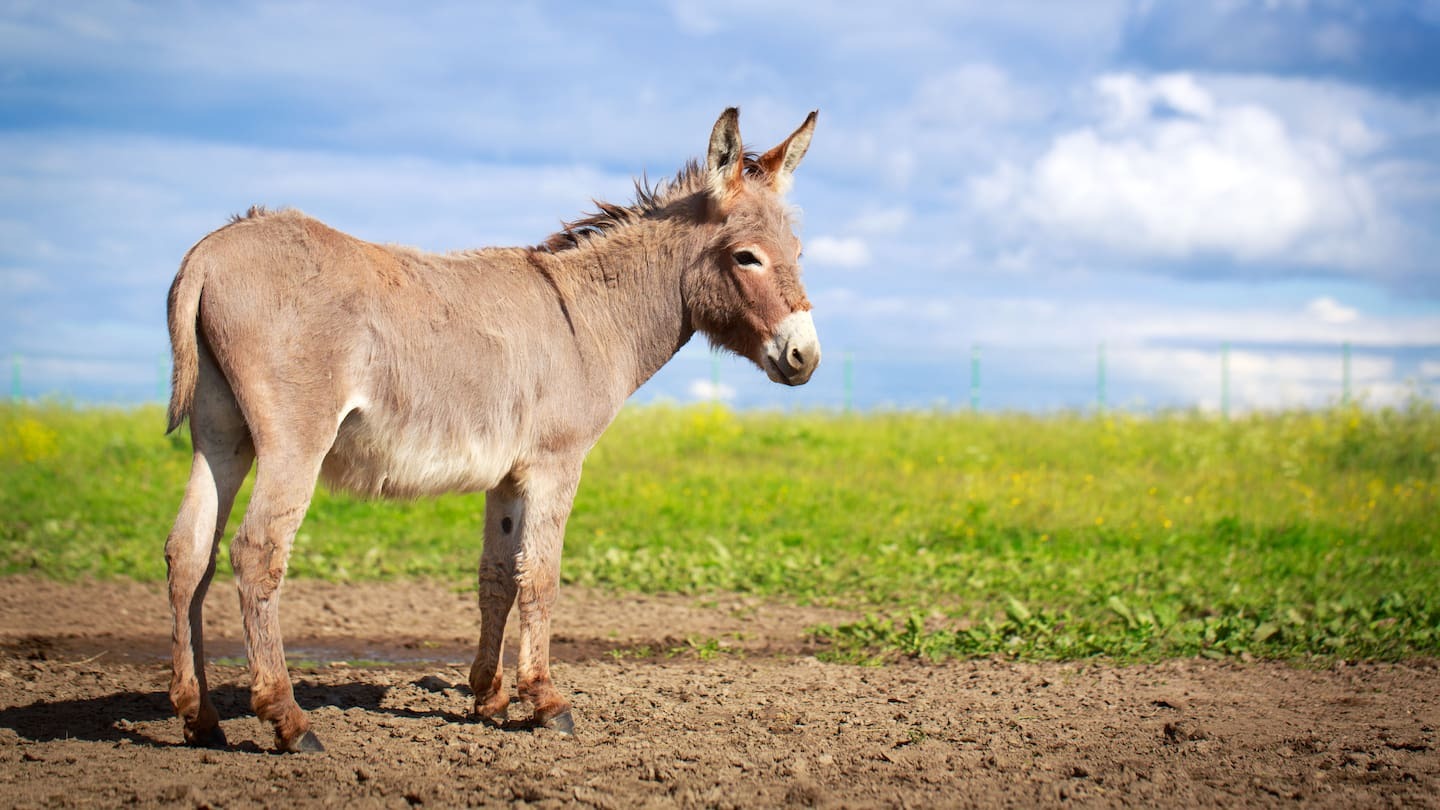 Pastures Past: How donkeys and mules carried kids, cargo and Kiwi troops