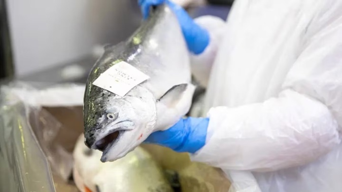 Sanford managing director David Mair says the performance of its salmon business has been excellent. Photo / Sanford