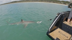 The shark was tagged off Matakana Island. Photo / Supplied