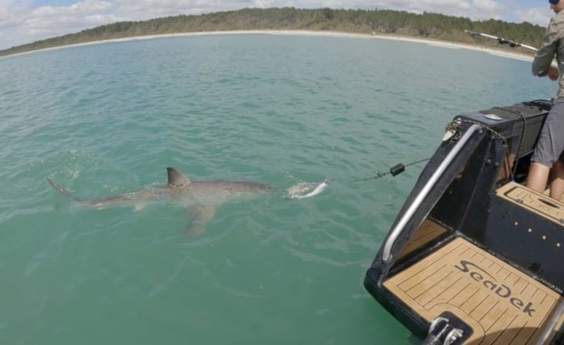 The shark was tagged off Matakana Island. Photo / Supplied