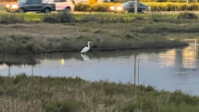 A rare white heron has been spotted in Pāpāmoa.