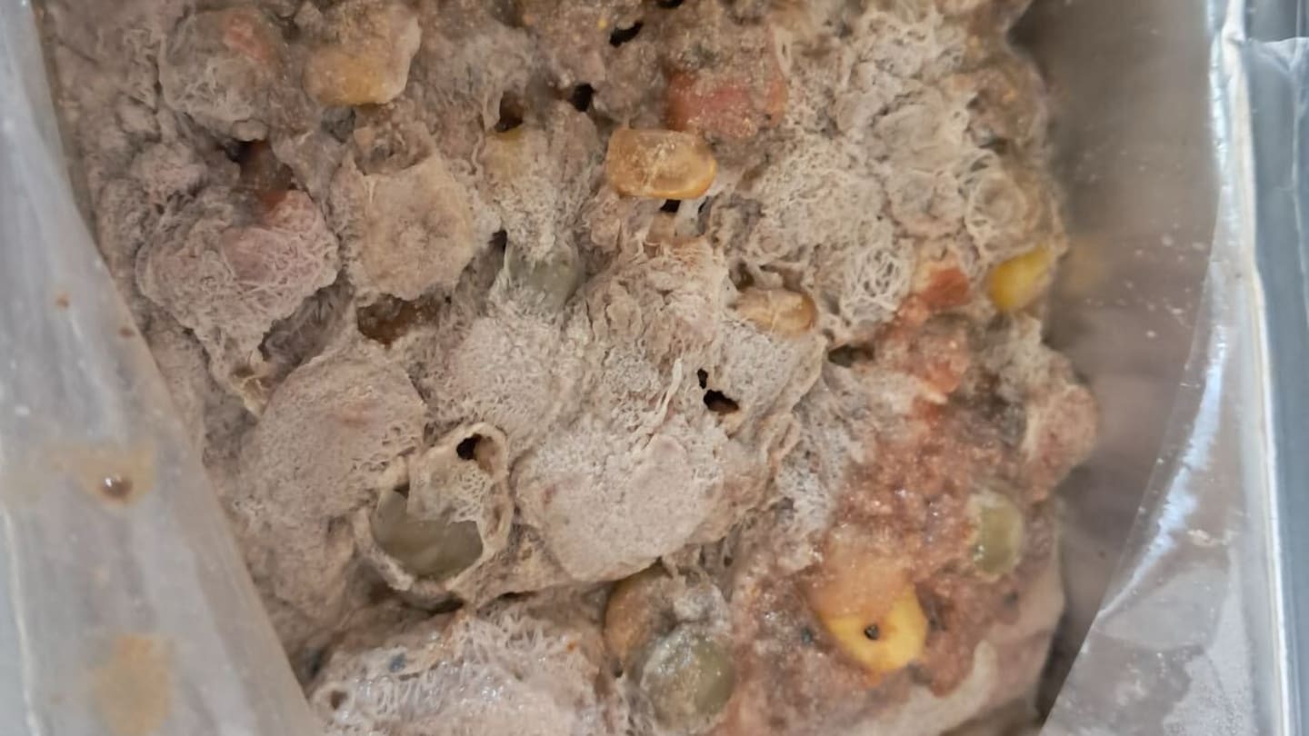 Haeata Community Campus mouldy lunch probe finds school most likely mixed u