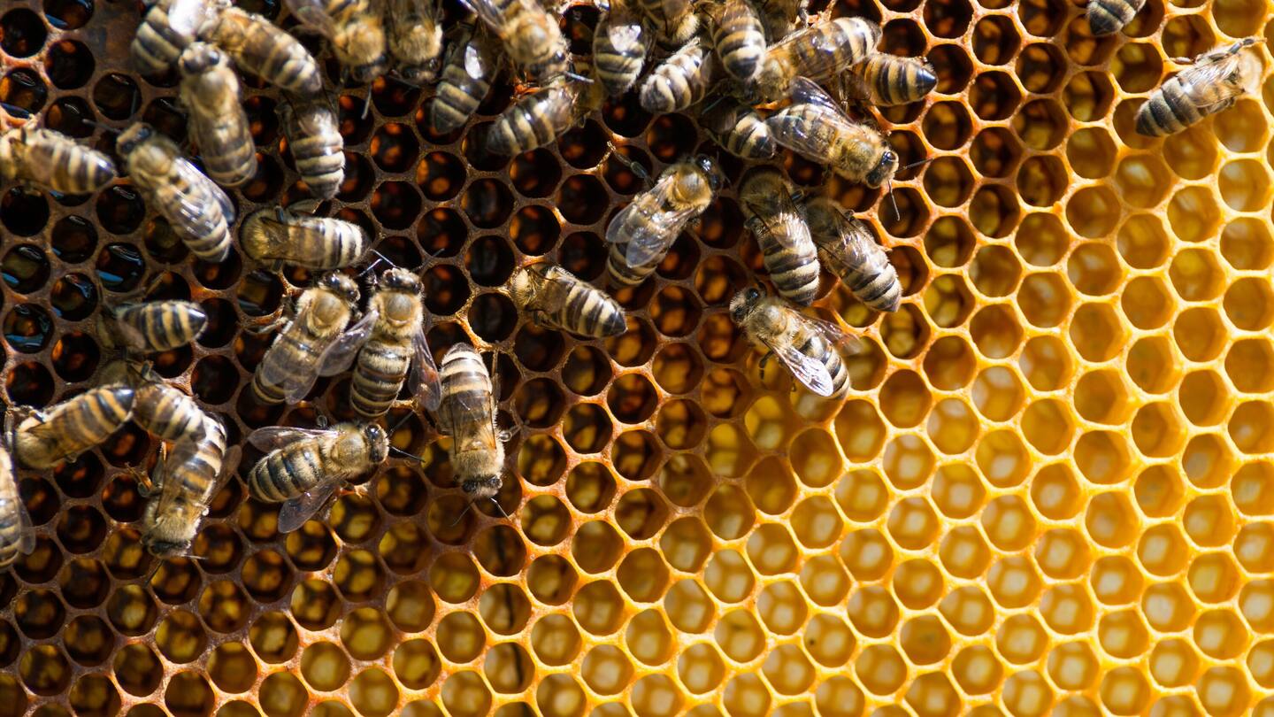 A man has received a sentence of home detention and ordered to pay more than $70,000 in reparation after he stole 333 beehives.