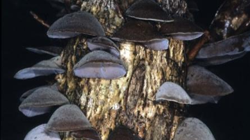 NZ's Fungus of the Year: Ruud Kleinpaste discusses a few contenders 