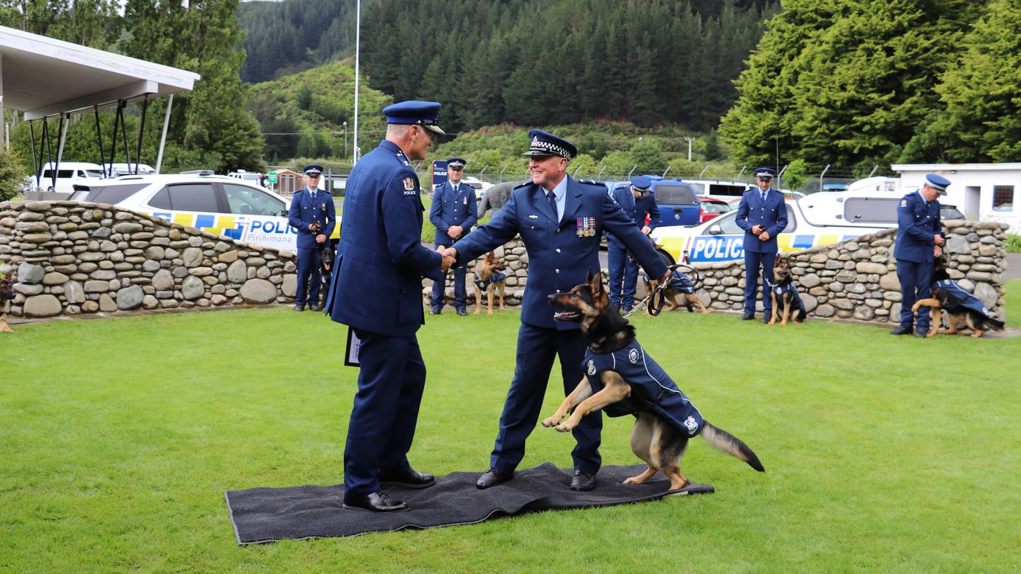 Auckland police dog Costa at the New Zealand Police Dog Training Centre graduation in Trentham, Upper Hutt, in December 2020. Photo / NZ Police