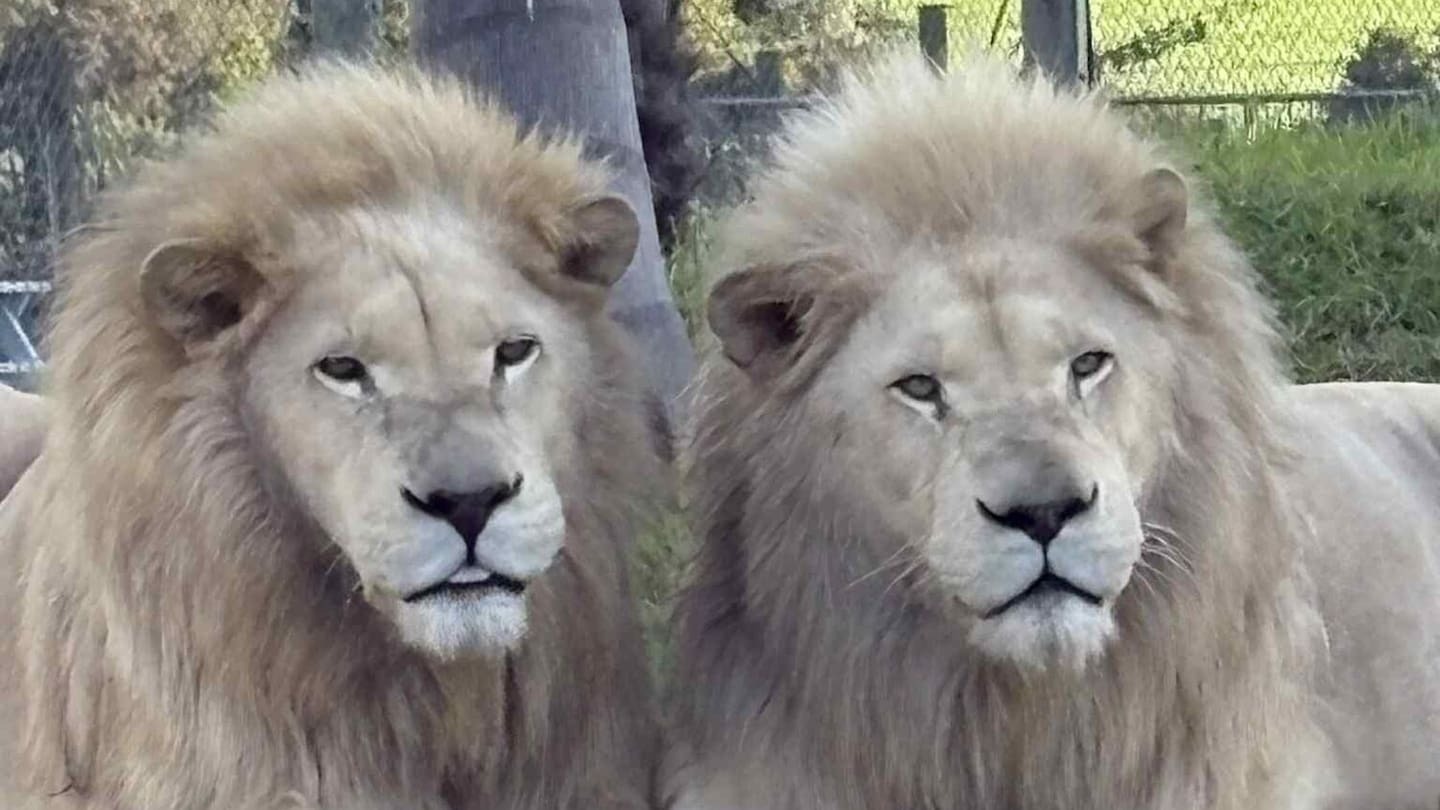 The last of Kamo Wildlife Sanctuary's big cats are being euthanised this week.