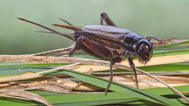 Ruud Kleinpaste: Noisy and damage causing insects in the garden