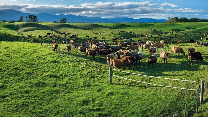 NZ commodities prices took a hit in November. Photo / Supplied