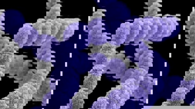 New Zealand has been exposed to a “worldwide” population of the nasty strep A bacteria, finds a first-of-its-kind study that raises tricky challenges for ongoing vaccine efforts.