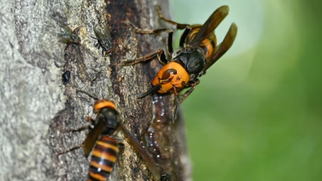 Two more predator queen hornets found in Auckland