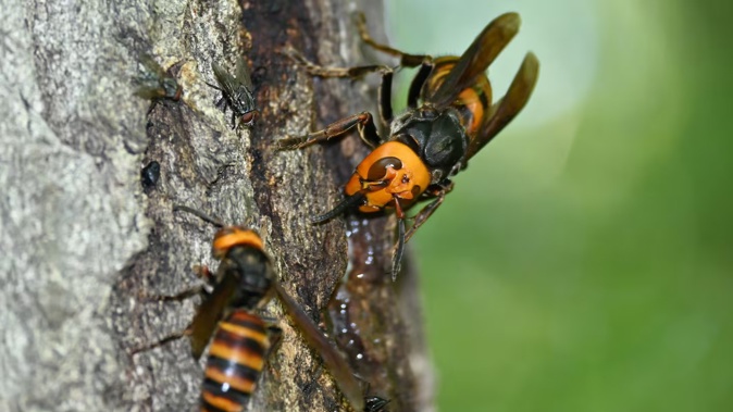Biosecurity NZ has found two more yellow-legged hornet queens on Auckland’s North Shore. Photo / 123RF