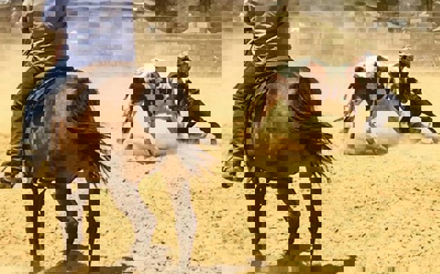 Renewed calls for the Government to ban rodeo after three animal deaths