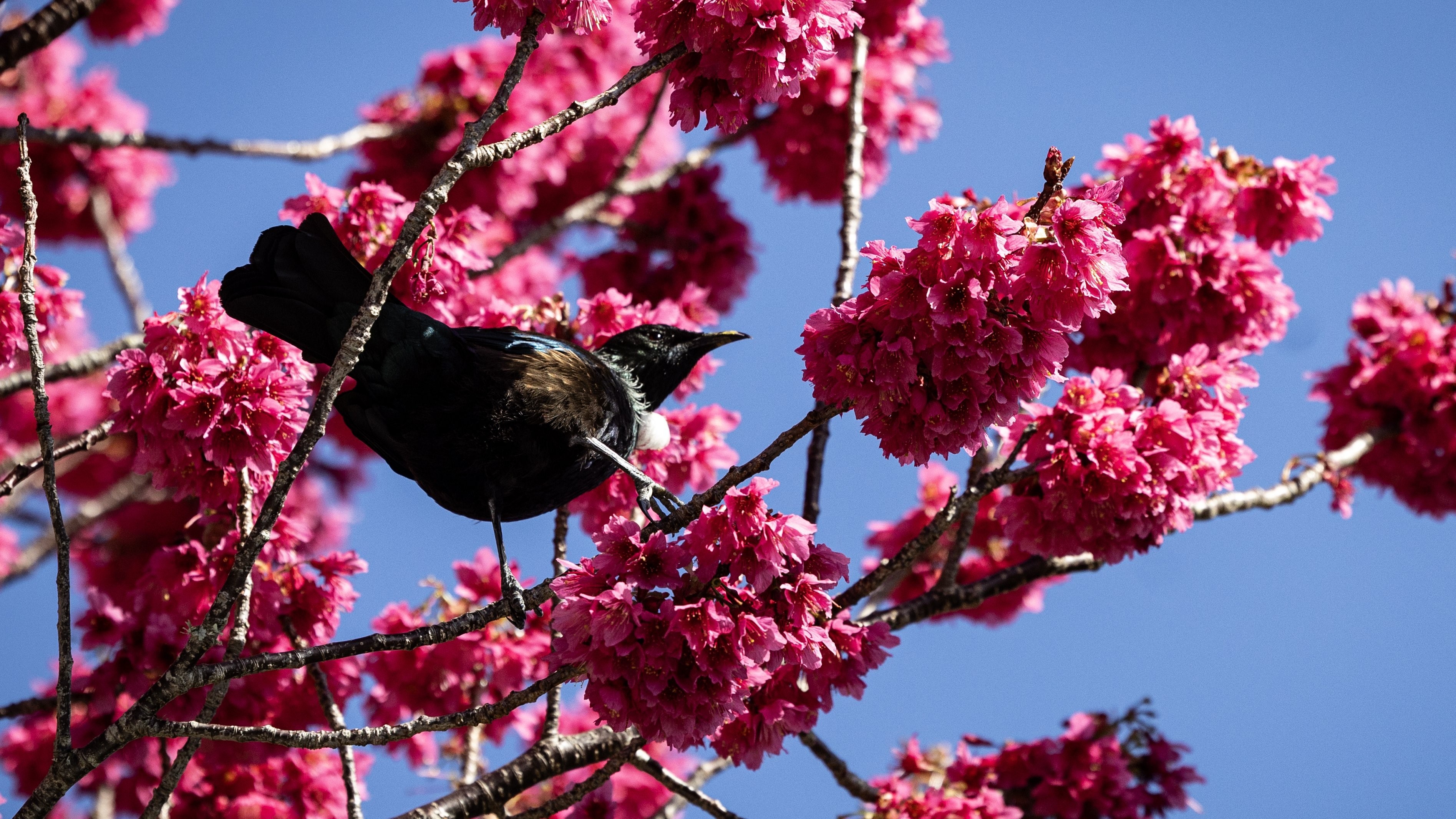 The best natural pest control for your garden: local birds 