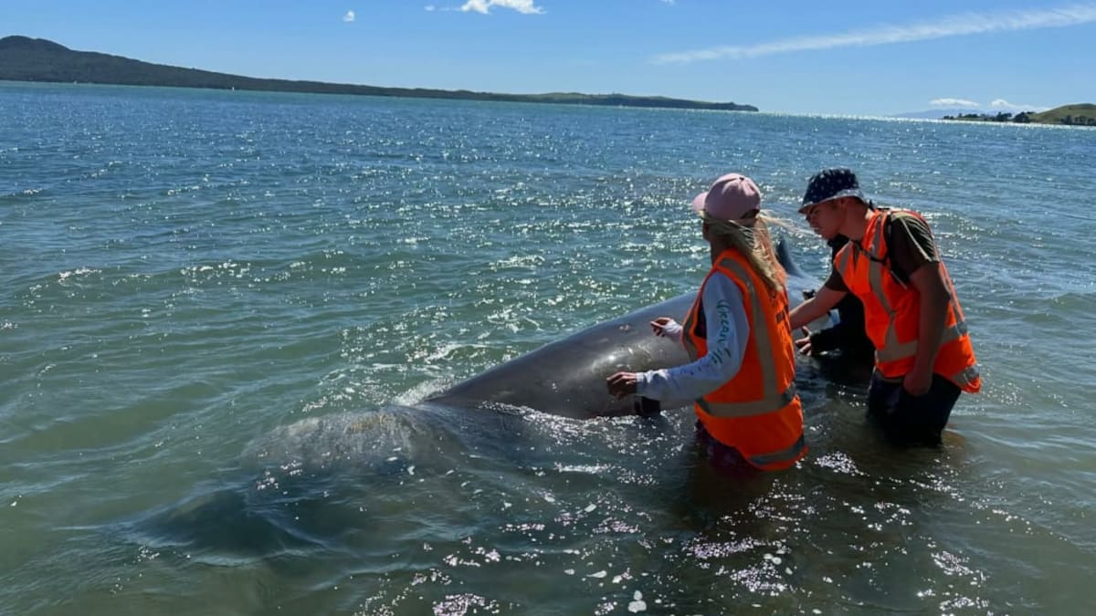 Rare whale dies after being rescued from stranding in inner Auckland harbour, found 18km away