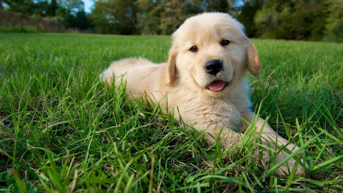 Inside the growing trend of therapy dogs in the classroom