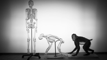 New research reveals why humans don't have tails