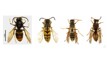 Ruud Kleinpaste: Yellow-legged Hornets