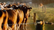 DairyNZ Econ Tracker predicts lifted market returns, decreased costs