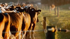 The annual New Zealand Dairy Statistics report were released this week. Photo / DairyNZ