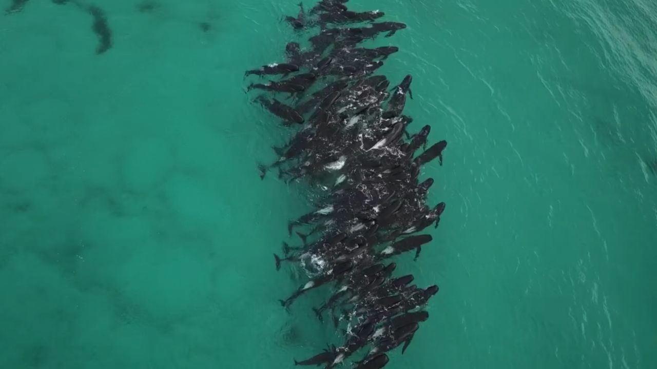 Wildlife officials and volunteers are racing to save dozens of whales stuck off Cheynes Beach in Western Australia. Allan Marsh/Cheynes Beach Caravan Park