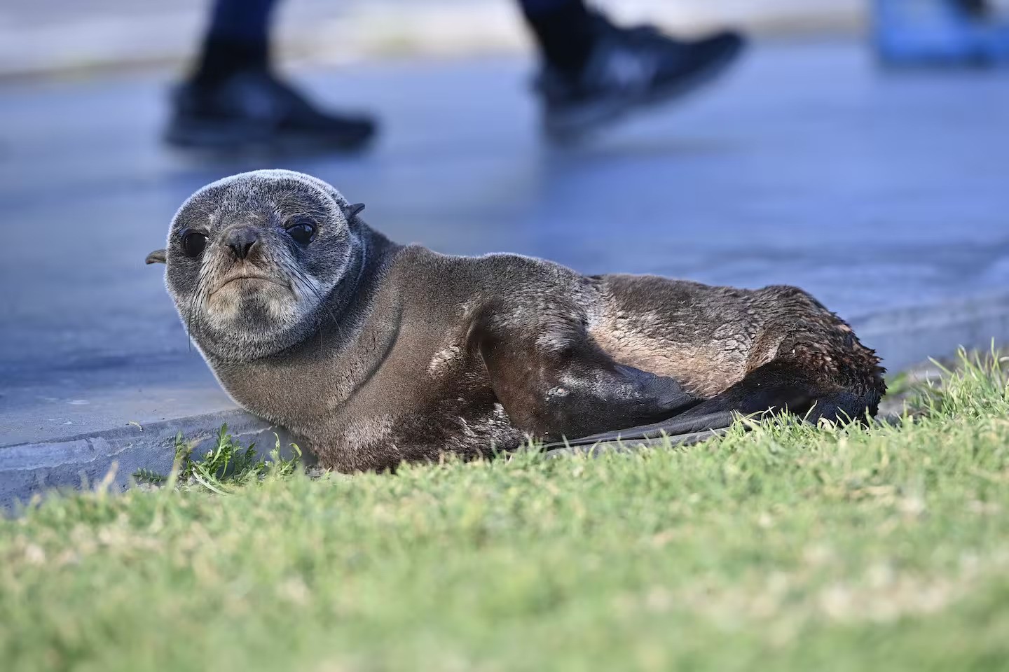 It is an offence under the Marine Mammals Protection Act 1978 to disturb, harass, harm, injure or kill a seal. Photo / Paul Rickard