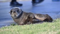 It is an offence under the Marine Mammals Protection Act 1978 to disturb, harass, harm, injure or kill a seal. Photo / Paul Rickard