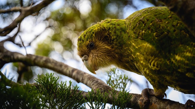 Tautahi, one of 10 kakapo living at Waikato's Sanctuary Mountain Maungatautari, escaped but was safely returned to Maungatautari last week. Photo / Jake Osborne
