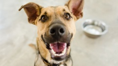 Dogs are being put down because council shelters have reached capacity after an increase in dog numbers. Photo / 123RF