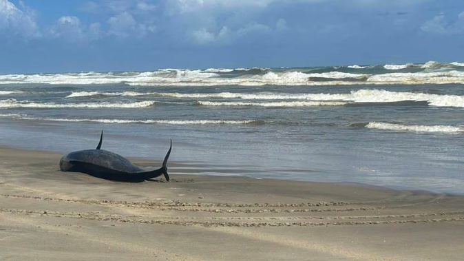 Three pilot whales have died in 24 hours on Baylys Beach in Northland.