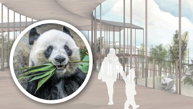 Max Patmoy has gone as far as commissioning concept images for his $17m Pandaland plan and says he wants it to be based in Hastings.