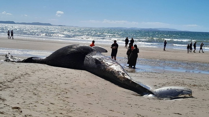 "The whale washed up on Auckland's Red Beach this morning with its head split open. Photo / supplied