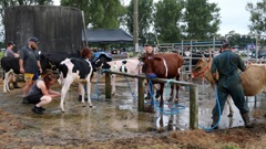 Contestants prepare for cattle judging at the Te Puke A&P Show. Photo / Stuart Whitaker
