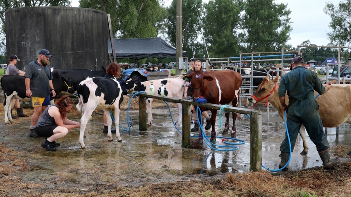 Contestants prepare for cattle judging at the Te Puke A&P Show. Photo / Stuart Whitaker