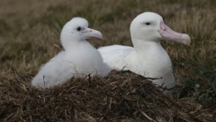 A wandering albatross and a chick on Marion Island, part of the Prince Edward Islands, a South African territory in the southern Indian Ocean near Antarctica. Photo / AP