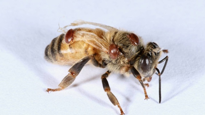 Varroa mites are responsible for the loss of tens of thousands of hives in New Zealand each year, killing countless bees like this one. Photo / Supplied