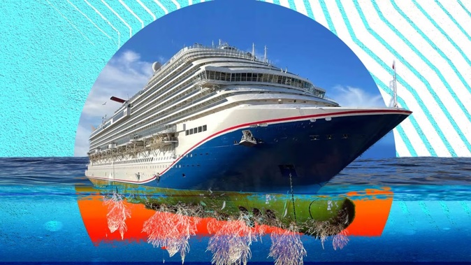 Biofoul: Three cruise ships over the past week have been pulled up by MPI for dirty bottoms. Photo / Claudio Schwartz, Unsplash; Wikimedia Commons