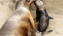 Sea lion pup killed in hit-and-run