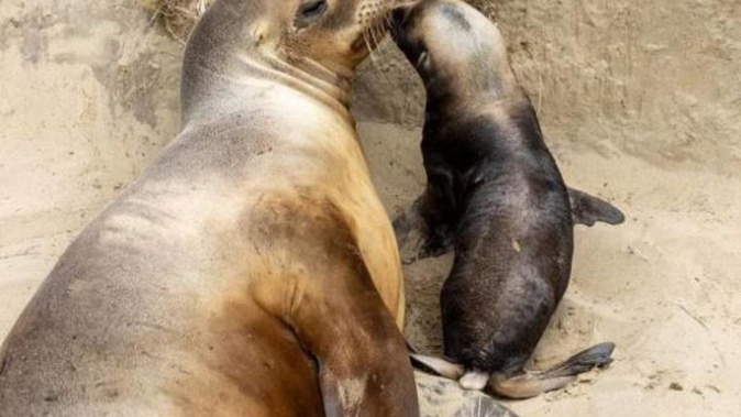 Sea lion Mika with her 6-month-old pup who was found dead after being run over by a vehicle on Sunday. Photo / Supplied