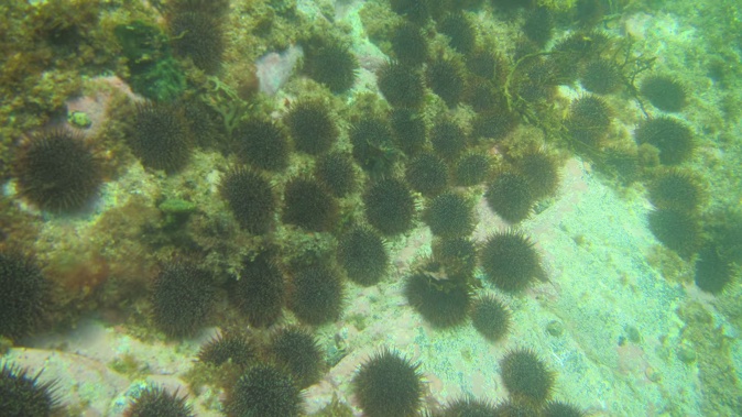 Kina barrens are a major issue in the Far North and elsewhere, with a kina barren a sure sign that marine life is badly out of balance. Minister for Oceans and Fisheries Shane Jones has introduced new tools to help deal with the problem.