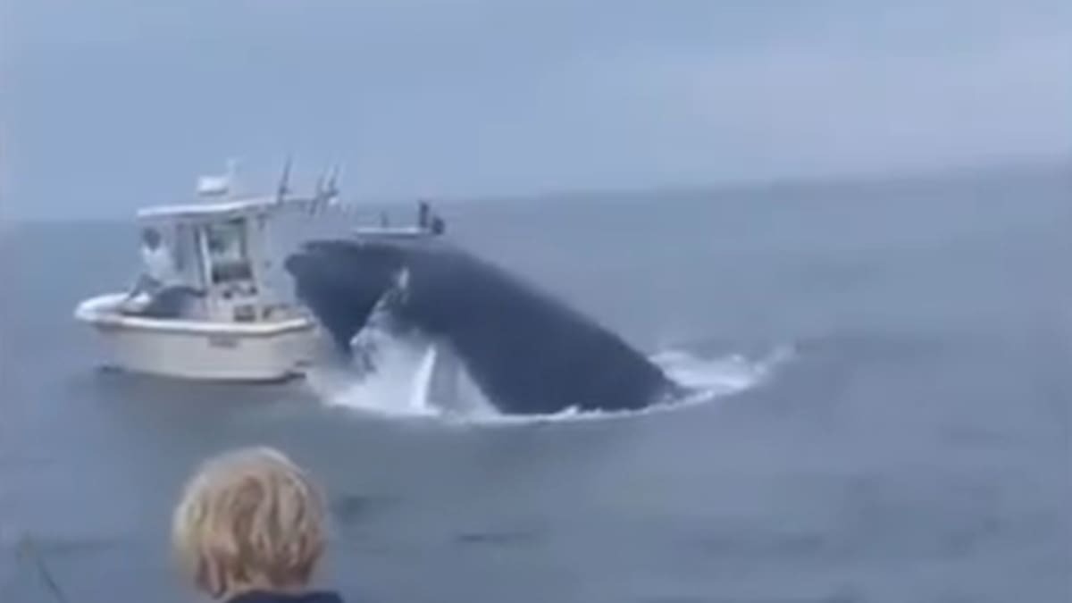 Video footage has captured the moment a breaching humpback whale landed on a fishing boat in the US, launching two fishermen into the ocean. Photo / File