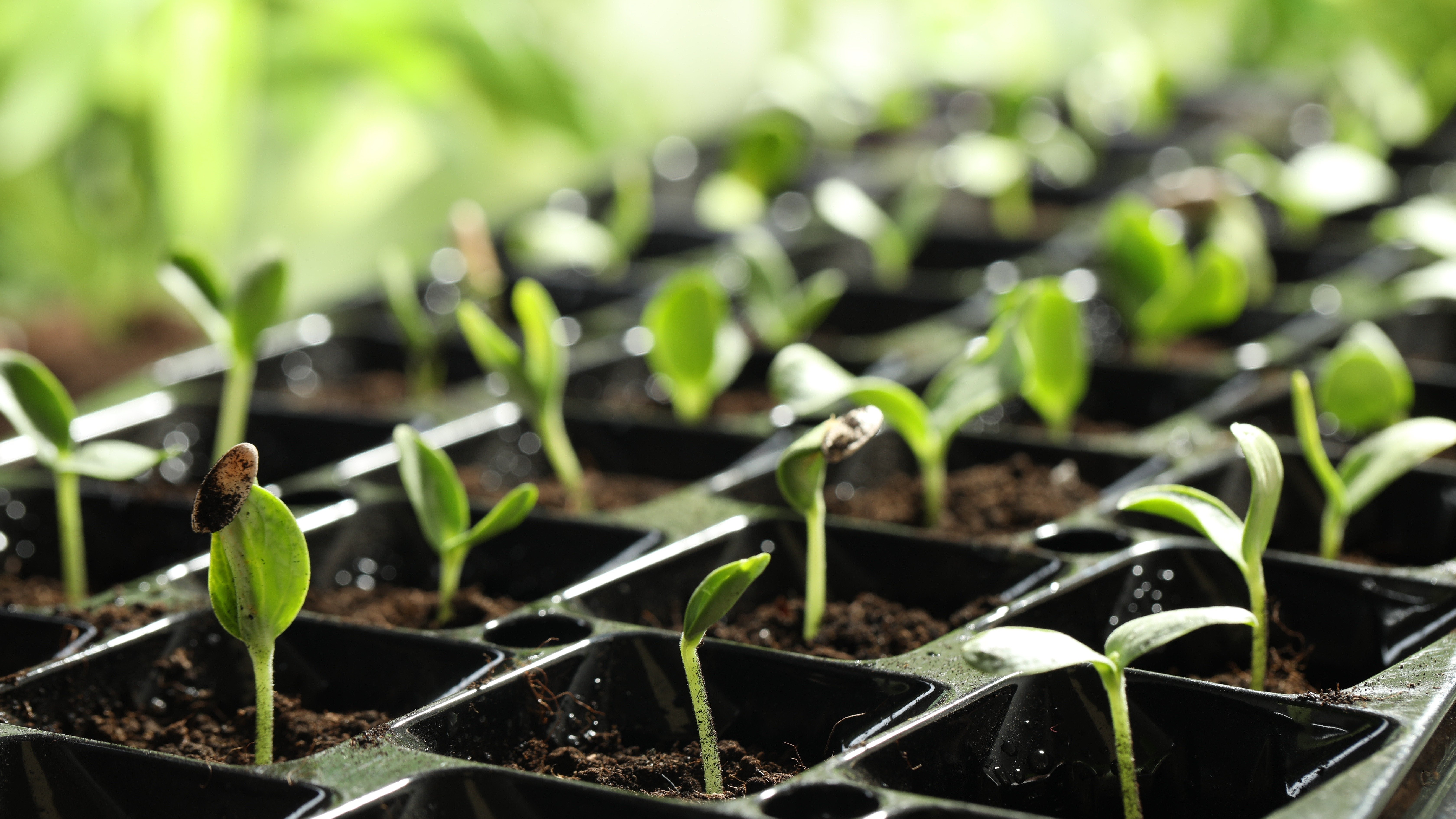 Turning over a new leaf: Trying new things in the garden 