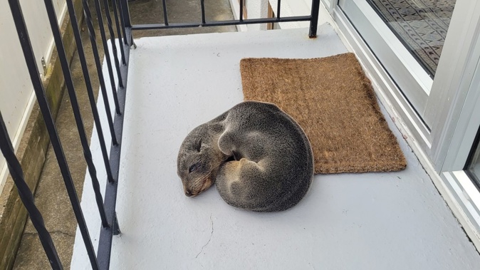 The baby seal sleeping at the backdoor. Photo/ Pete B