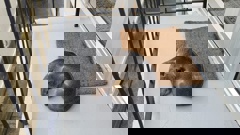 The baby seal sleeping at the backdoor. Photo/ Pete B