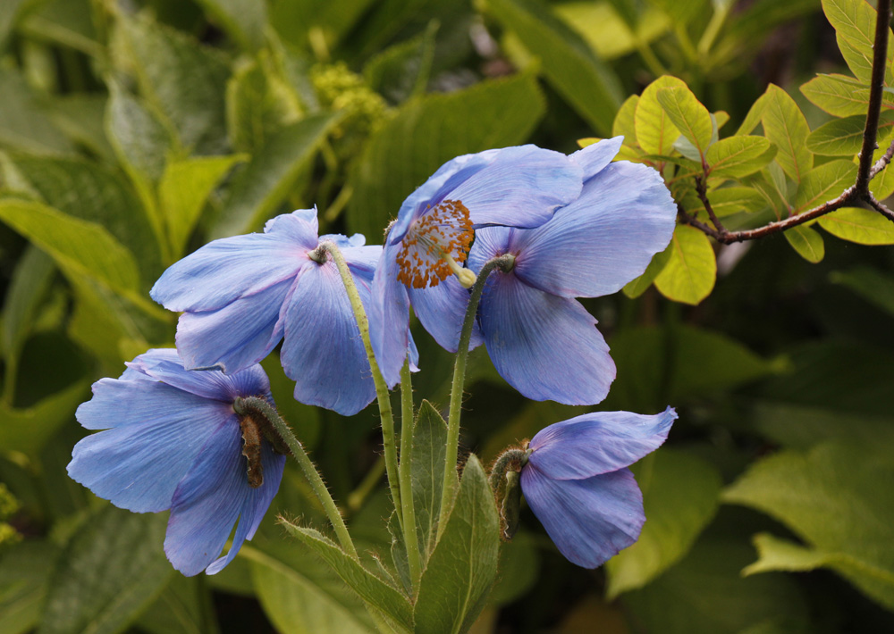 Meconopis blooms. Photo / Ruud Kleinpaste
