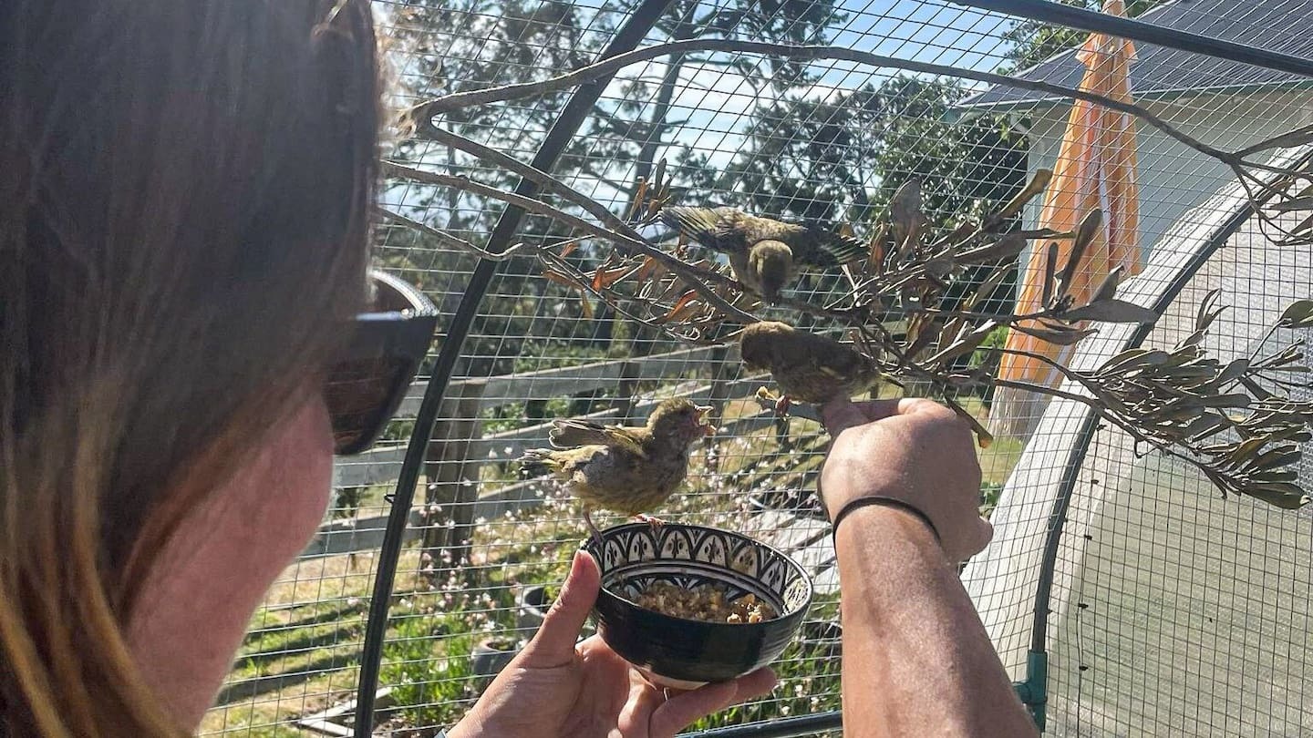 Inside their Xmas tree was an unexpected surprise – 3 hatchlings to nurse to health