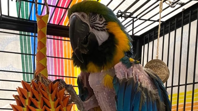 Hendrix, a blue-and-gold macaw, often used foul language at the Forever Paws Animal Shelter in Fall River, Massachusetts. Photo / Forever Paws Animal Shelter
