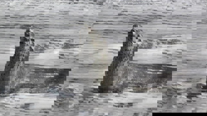 Leopard seal. Photo / Brent Tandy
