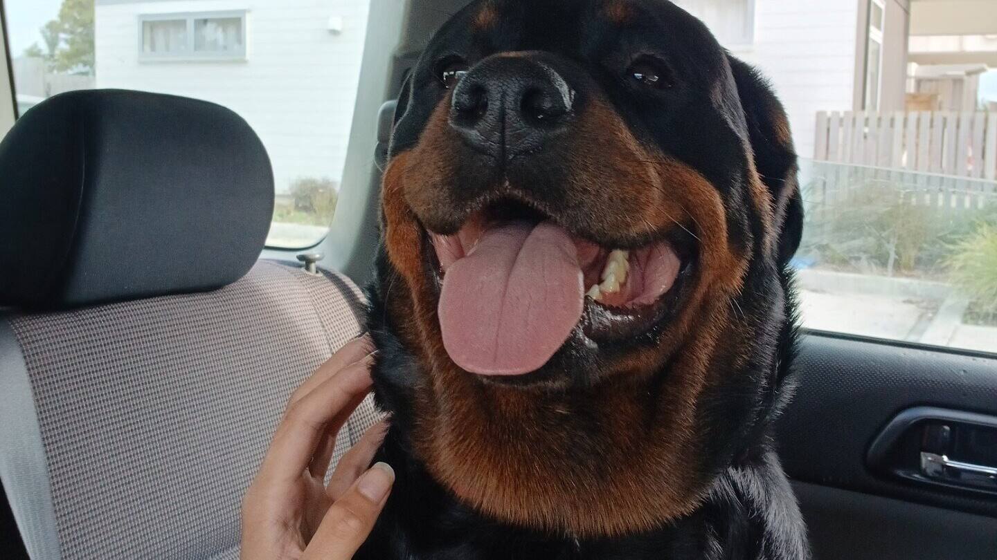 The owner of this and other dogs blames herself for the attack in Pāpāmoa.