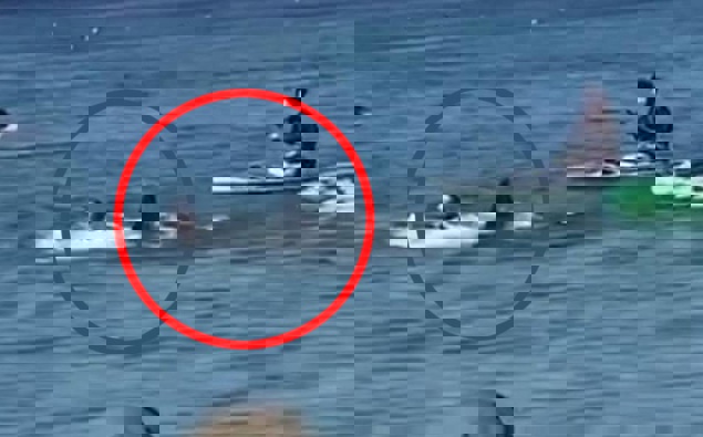 Watch: Dolphin attacks swimmers, breaks man's ribs