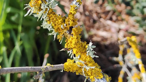 Lichen on Magnolia stems.